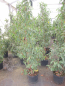 Preview: Prunus laus. Augustifolia